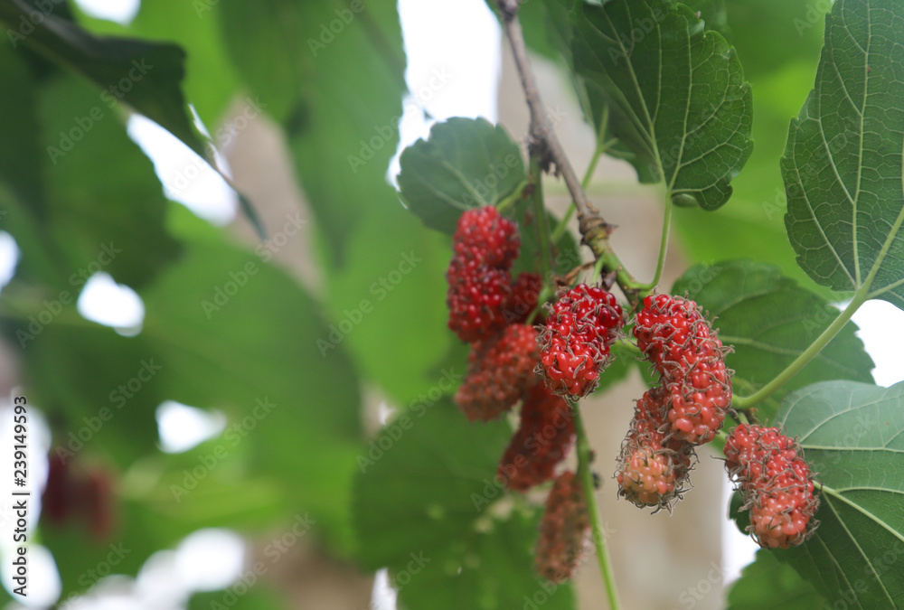 Closeup of organic fresh mulberry fruits and green leaves with garden background. Closeup of organic fresh mulberry fruits and green leaves with garden background.