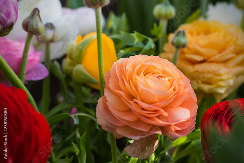 ranunculus, many bright flowers on the background of garden, one orange is in focus