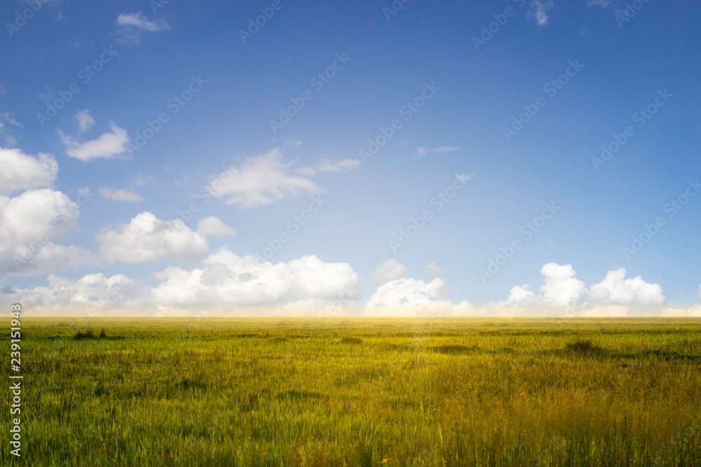 lawn and blue sky background lawn and blue sky background