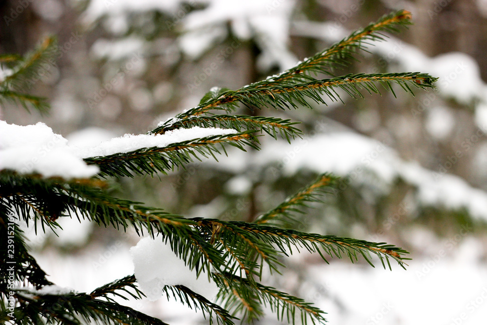 fir branch in snow, spruce in the forest, fir needles, before the holiday fir branch in snow, spruce in the forest, fir needles, before the holiday
