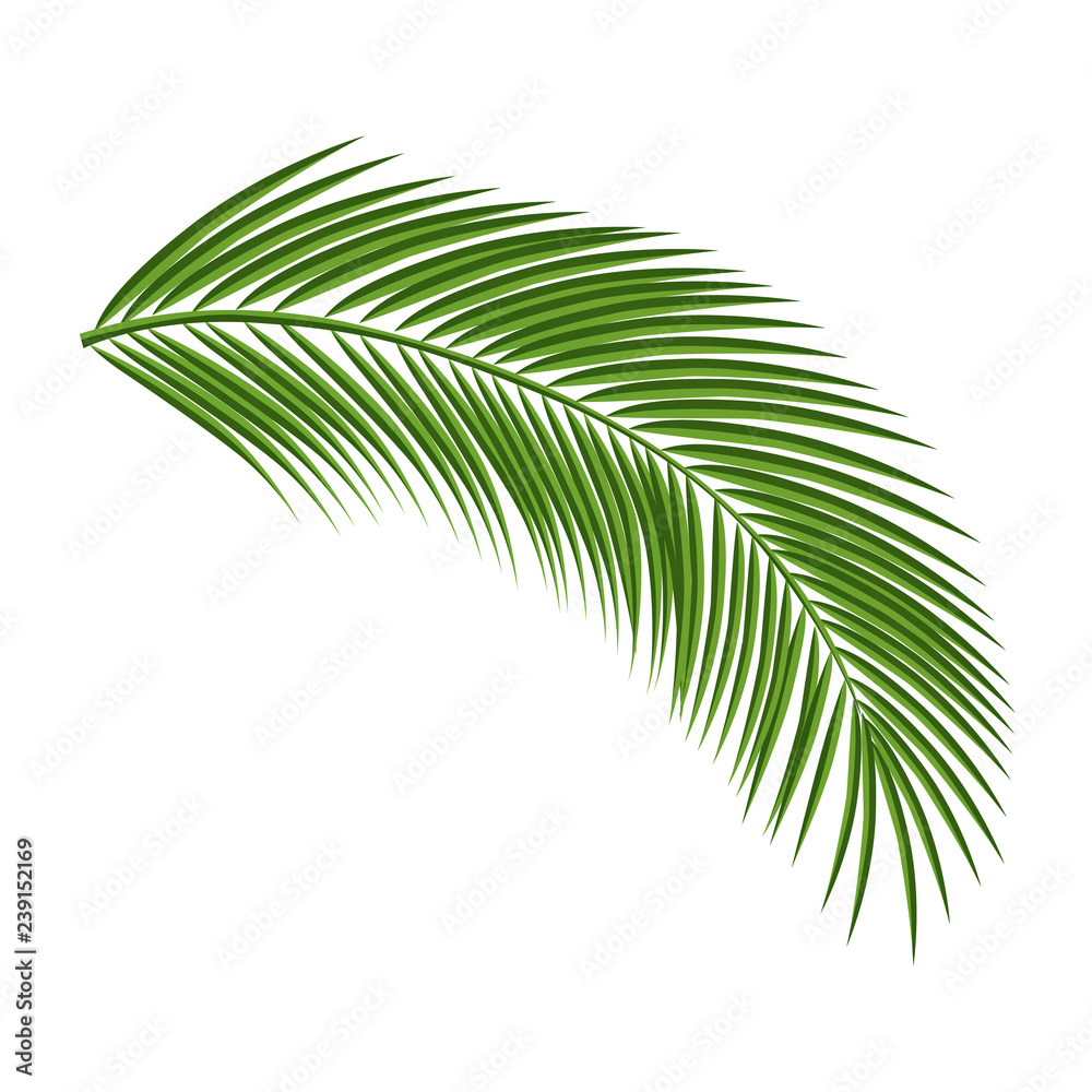 Palm tree branch isolated on a white background. Vector illustration.