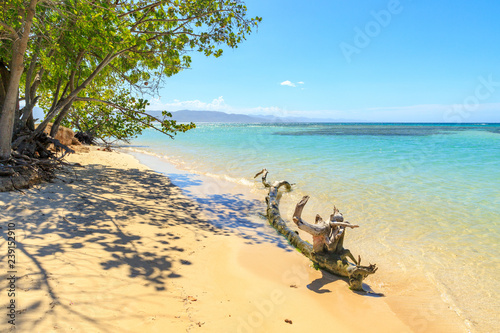 Driftwood on the Caribbean beach. Turquoise water. Sunshine. Relaxation. Dominican Republic.