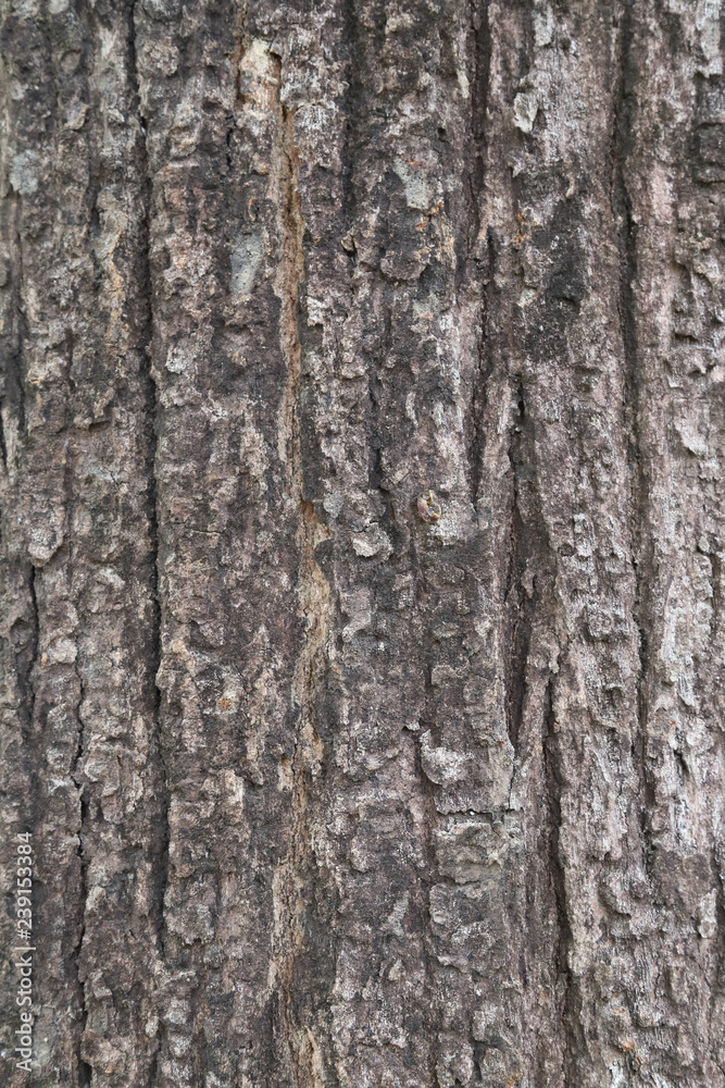 Closeup of tree bark of big tree in the tropical forest. A vertical view.