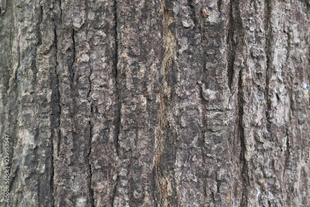 Closeup of tree bark of big tree as natural art background and template. Closeup of tree bark of big tree as natural art background and template.