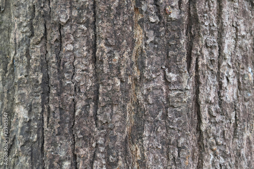 Closeup of tree bark of big tree as natural art background and template. 