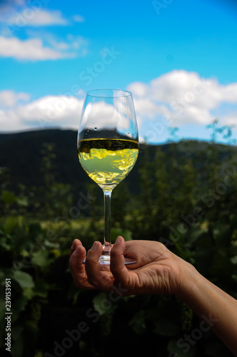 ein Glas Weißwein in einer Frauenhand vor dem Hintergrund eines Weingartens und wolkigem Himmel a glass of white wine in female hand on a background of wineyard and beautiful clouded sky 