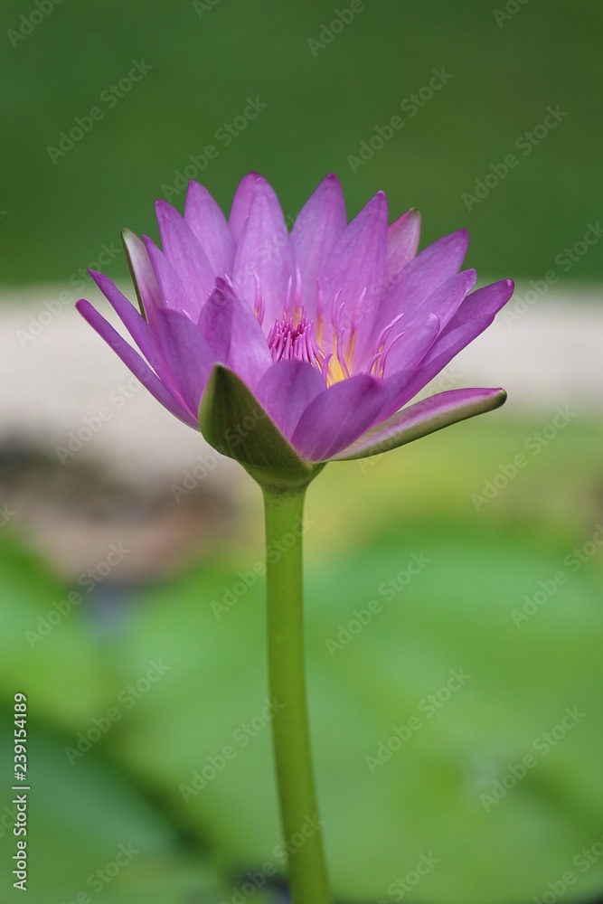 LOTUS flower, it is beautiful flower that Buddhist take to give monk with the faith, Thai people call DOK BUA. LOTUS flower, it is beautiful flower that Buddhist take to give monk with the faith, Thai people call DOK BUA.