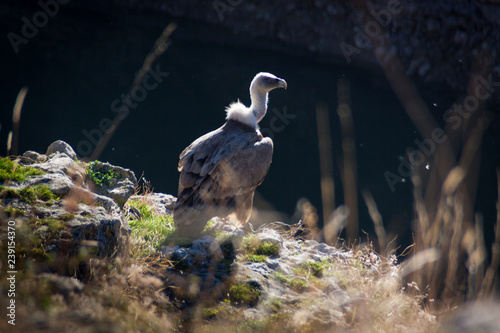 Griffon vulture on the Duraton River. natural park of the Duraton River. Segovia  Spain