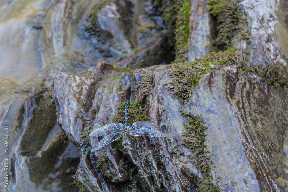 Dragonfly on wet stones