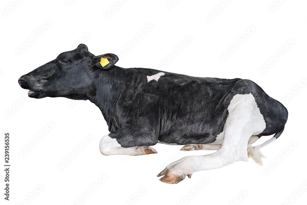 Black and white cow lying isolated on a white background. Black and ...