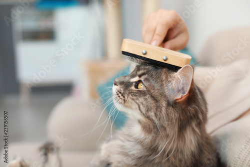 Fototapeta Naklejka Na Ścianę i Meble -  Woman brushing Maine Coon cat at home, closeup. Space for text
