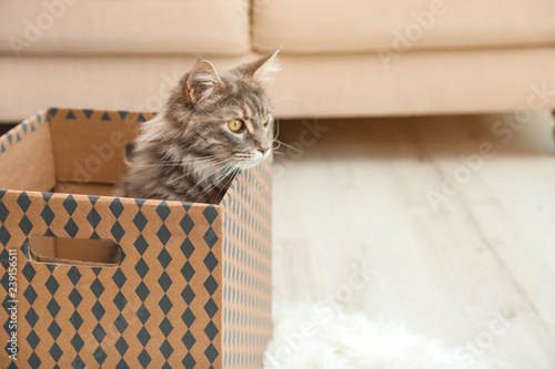 Fototapeta Naklejka Na Ścianę i Meble -  Adorable Maine Coon cat in cardboard box at home. Space for text