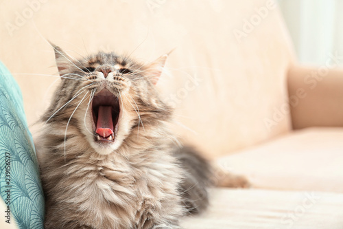 Fototapeta Naklejka Na Ścianę i Meble -  Sleepy Maine Coon cat yawning on couch at home. Space for text