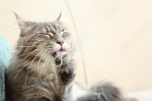 Fototapeta Naklejka Na Ścianę i Meble -  Adorable Maine Coon cat cleaning itself on couch at home. Space for text