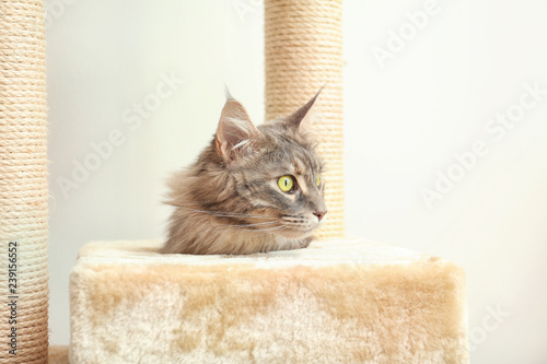 Fototapeta Naklejka Na Ścianę i Meble -  Adorable Maine Coon on cat tree at home
