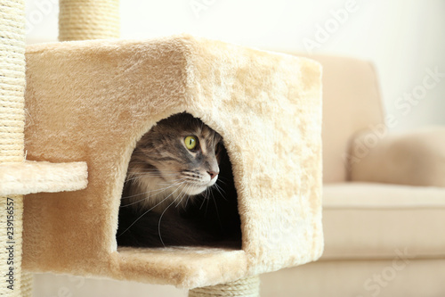 Adorable Maine Coon on cat tree at home photo