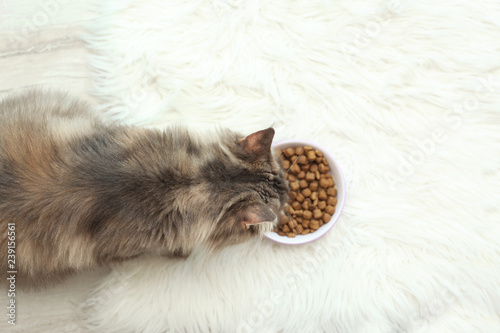 Fototapeta Naklejka Na Ścianę i Meble -  Adorable Maine Coon cat near bowl of food on fluffy rug at home, top view. Space for text