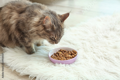 Fototapeta Naklejka Na Ścianę i Meble -  Adorable Maine Coon cat near bowl of food on fluffy rug at home. Space for text