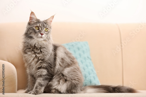 Adorable Maine Coon cat on couch at home. Space for text
