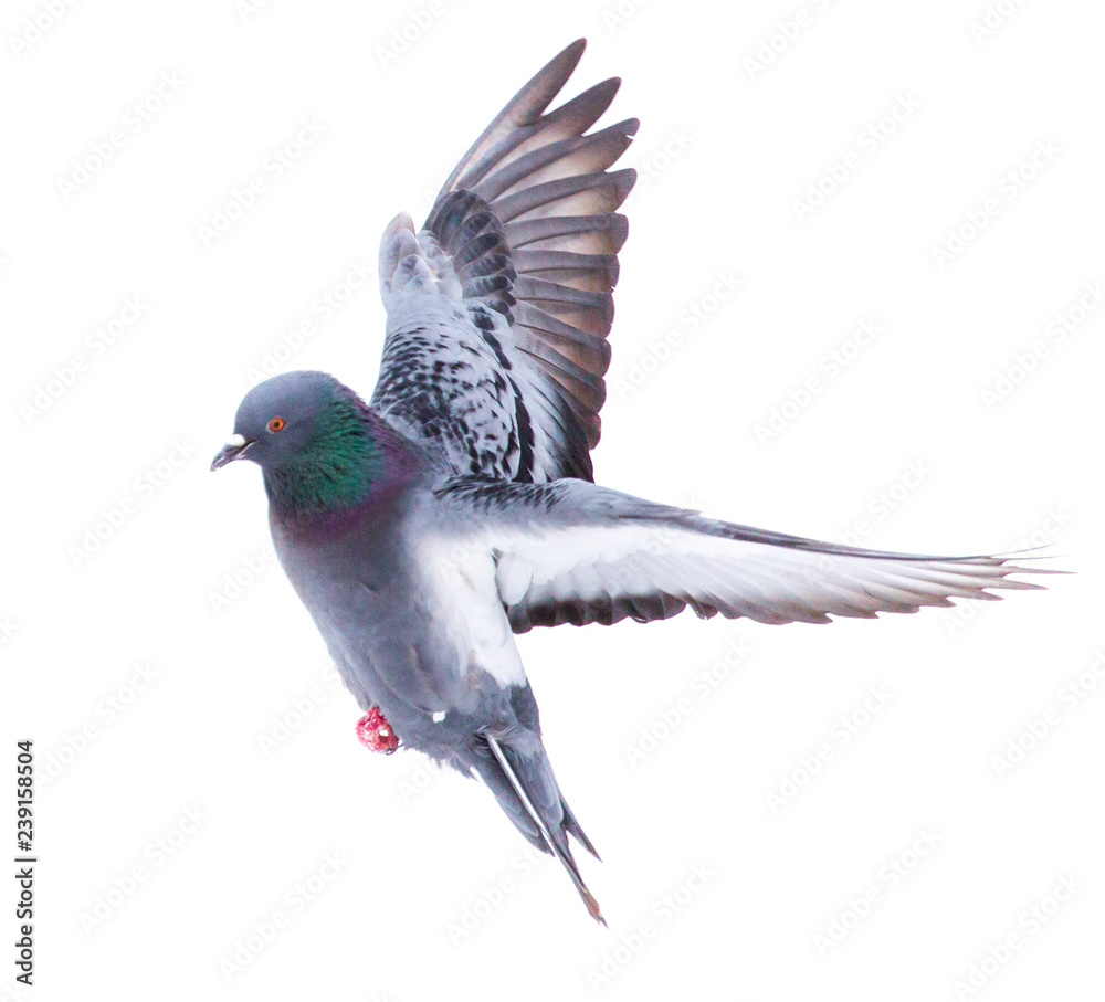 Fototapeta premium Gołąb w locie na białym tle