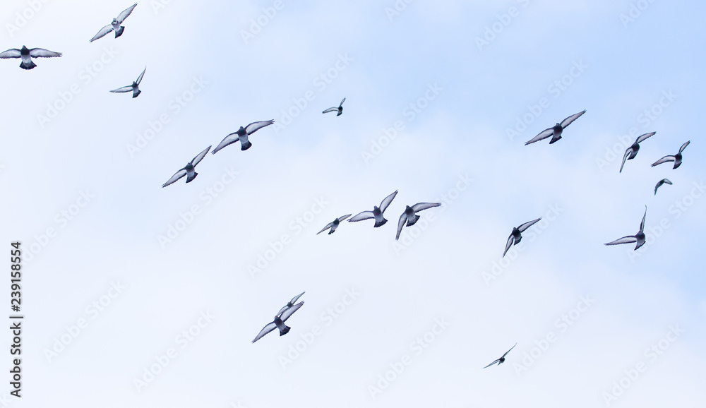 A flock of pigeons in flight against the sky