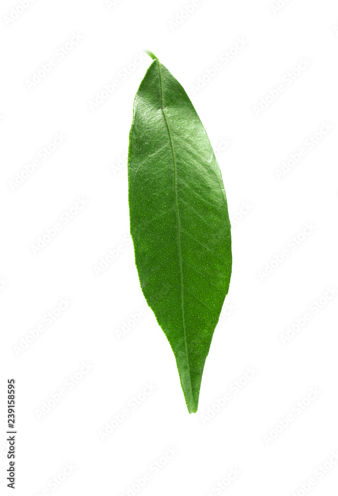 Fototapeta premium Fresh green tangerine leaf on white background