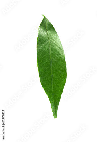 Fresh green tangerine leaf on white background