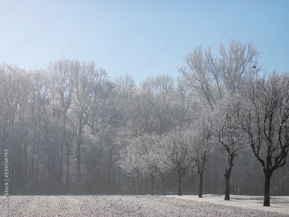 Fototapeta premium Lörrach. Tüllingerberg, Entlang des Wald kann man bis nach Ötlingen wandern