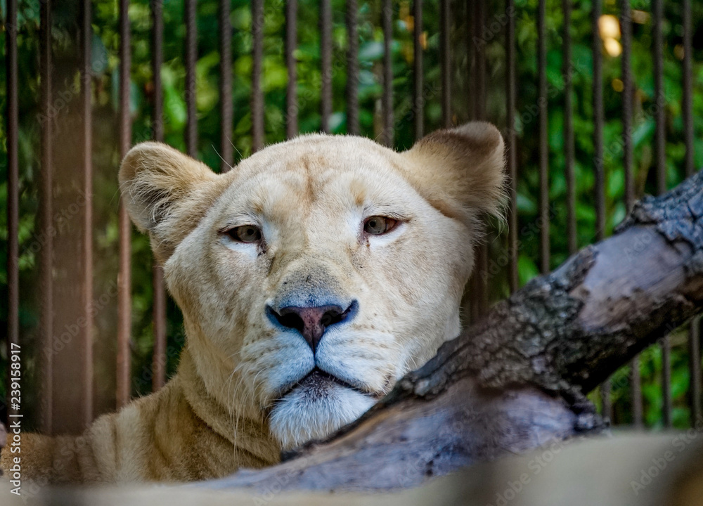 Obraz premium Portrait of a white lioness close-up on a blurred background