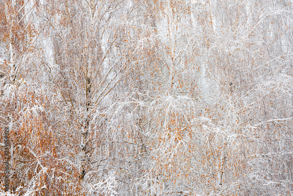 Birch with orange leaves covered by snow during a cold winter day Birch with orange leaves covered by snow during a cold winter day