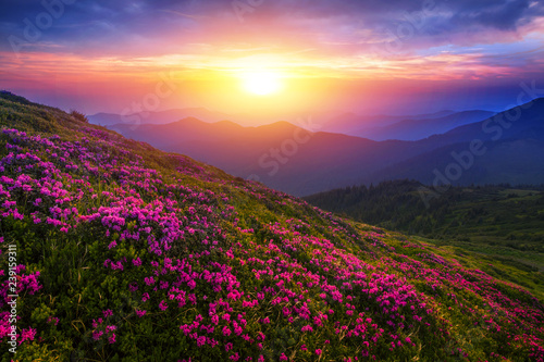 Slika na platnu scenic summer dawn floral image, amazing mountains landscape with blooming  flow