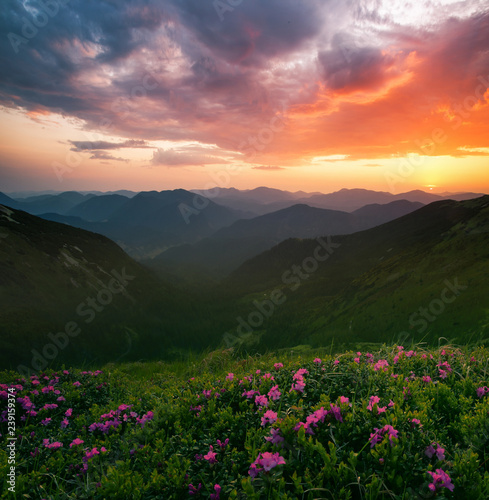 blooming pink rhododendron flowers,  floral nature background © Rushvol