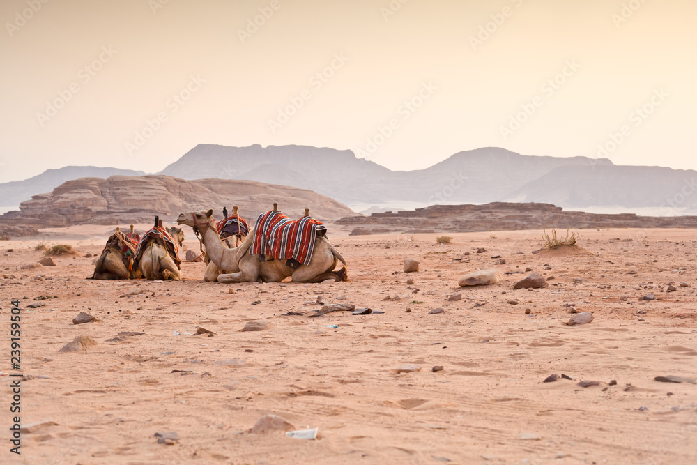 Fototapeta premium Camels in the desert