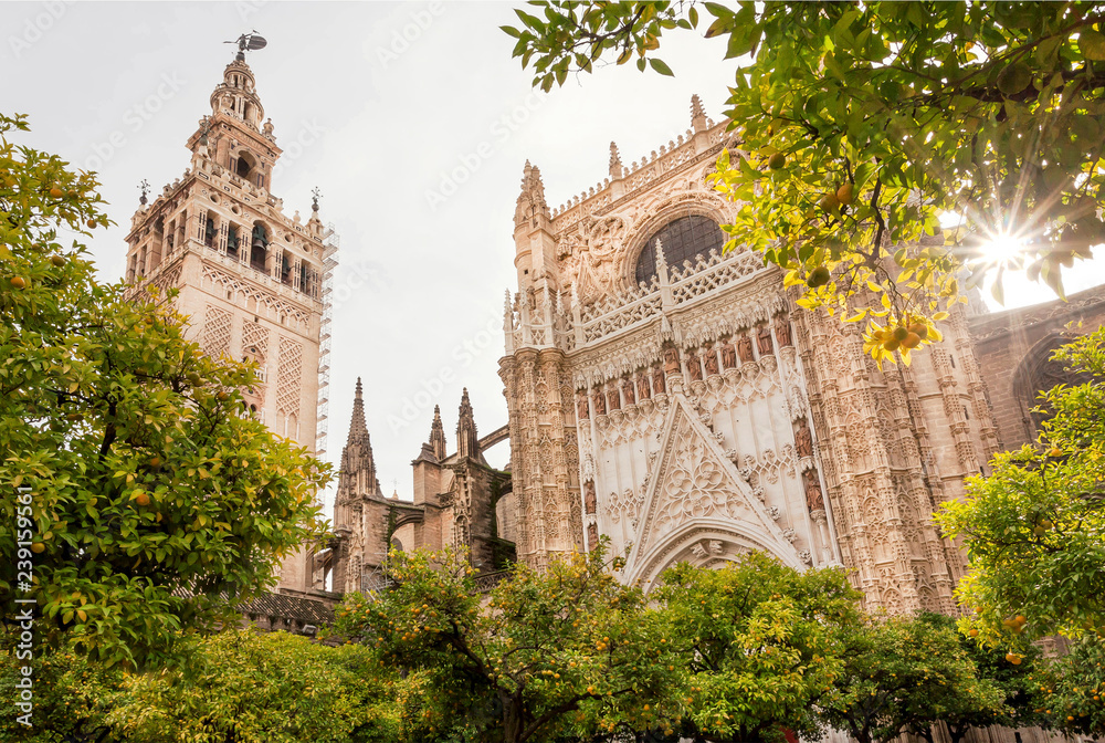 Obraz premium Garden with orange trees around the 16th century Sevilla Cathedral in Andalusia, Spain