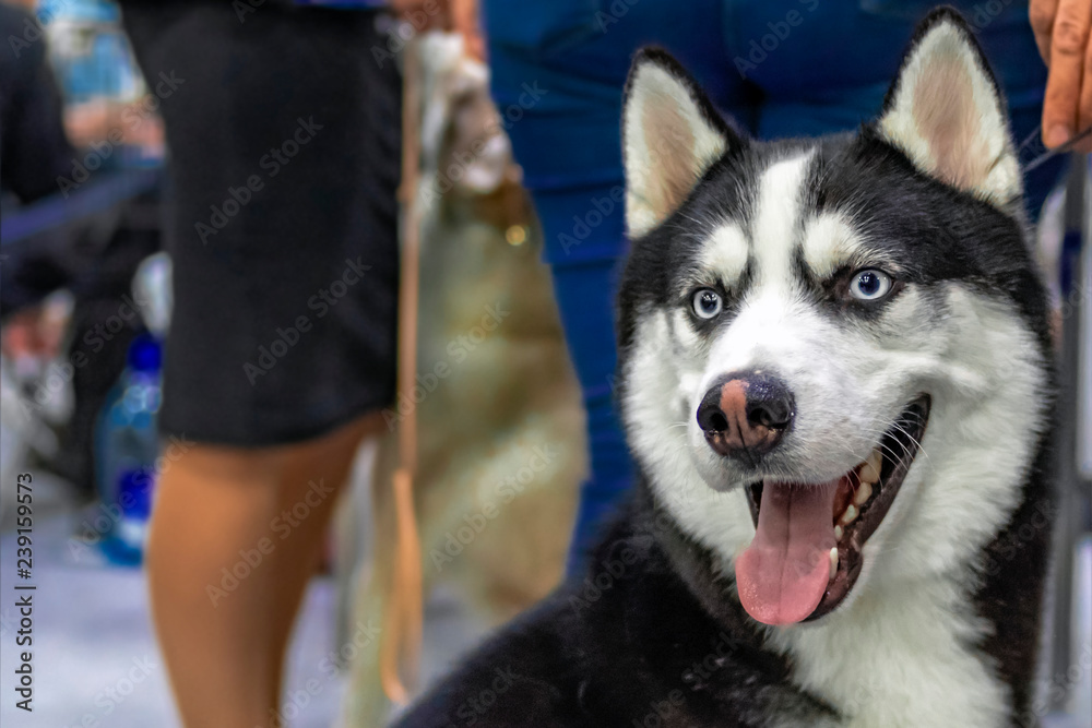 Portrait Cheerful Husky Dog On Street Background Cute Little Siberian Husky Puppy Portrait Black Dog With Blue Eyes Open Mouth Happy Dog Siberian Husky Stock Photo Adobe Stock