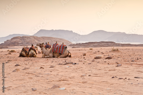 Camels in the desert © eweleena