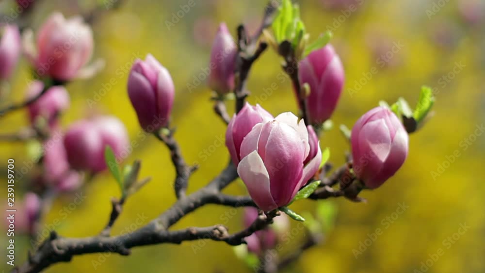 dew on the pink magnolia flowers, flowers of pink magnolia, pink magnolia, pink Magnolia flowers on tree branch, Magnolia tree blossom, magnolia bud dew on the pink magnolia flowers, flowers of pink magnolia, pink magnolia, pink Magnolia flowers on tree branch, Magnolia tree blossom, magnolia bud