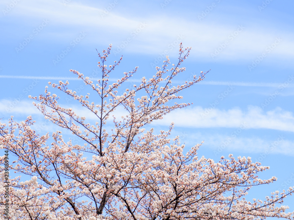 春 満開の桜 春 満開の桜