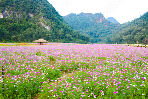 Fototapeta Naklejka Na Ścianę i Meble -  Bac Son Flower Valley or Thung Lung Hoa Bac son in Vietnamese, Lang Son, Vietnam