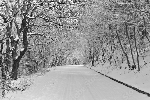 road in a snowy forest