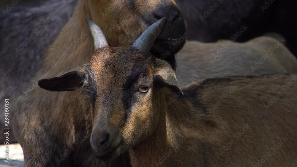 Alpine Goat Portrait