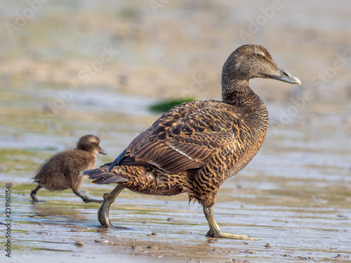 Eider Duck ( Somateria mollissima ) photo