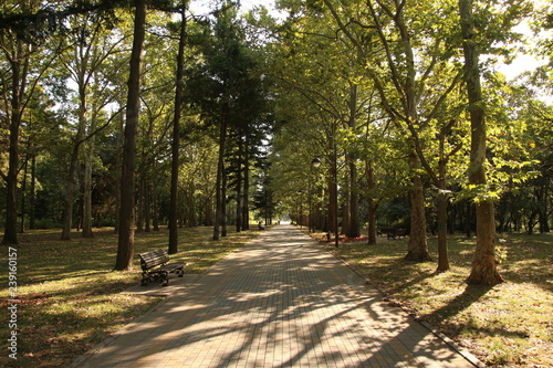 walk through the woods