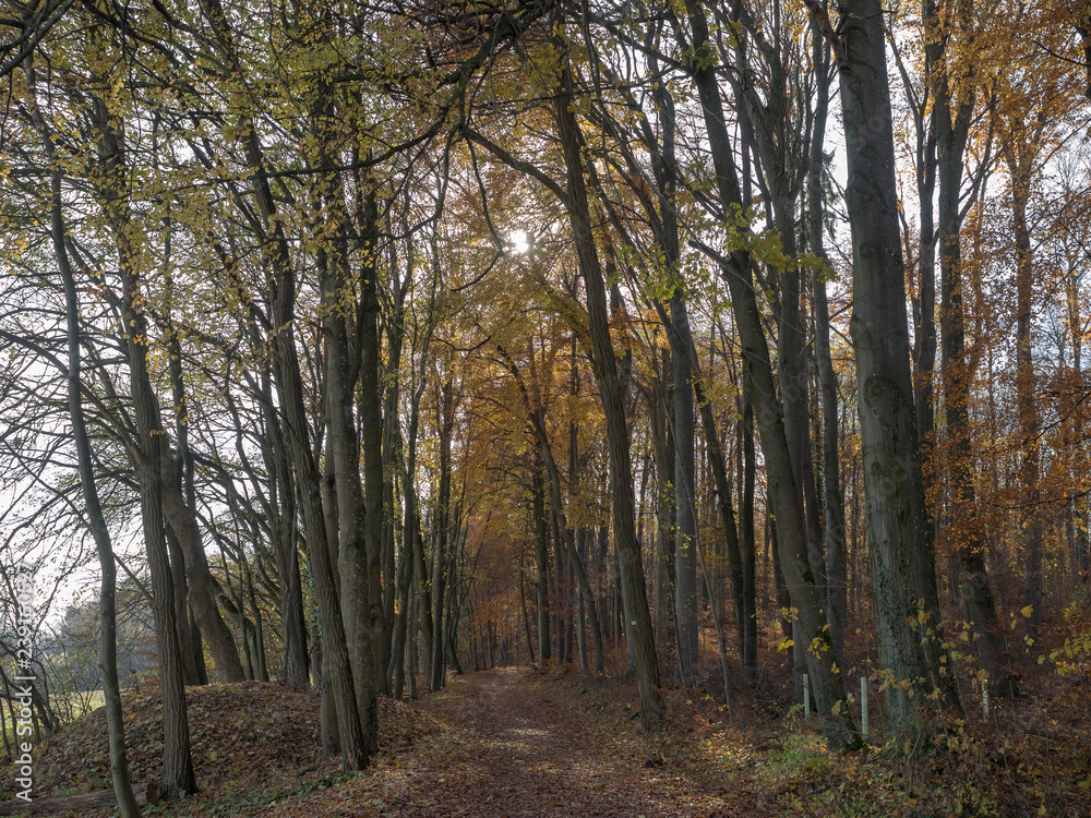 Lörrach. Tüllingerberg, Entlang des Wald kann man bis nach Ötlingen wandern