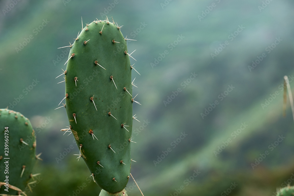 Mountain landscape in the background of cactus. Mountain landscape in the background of cactus.