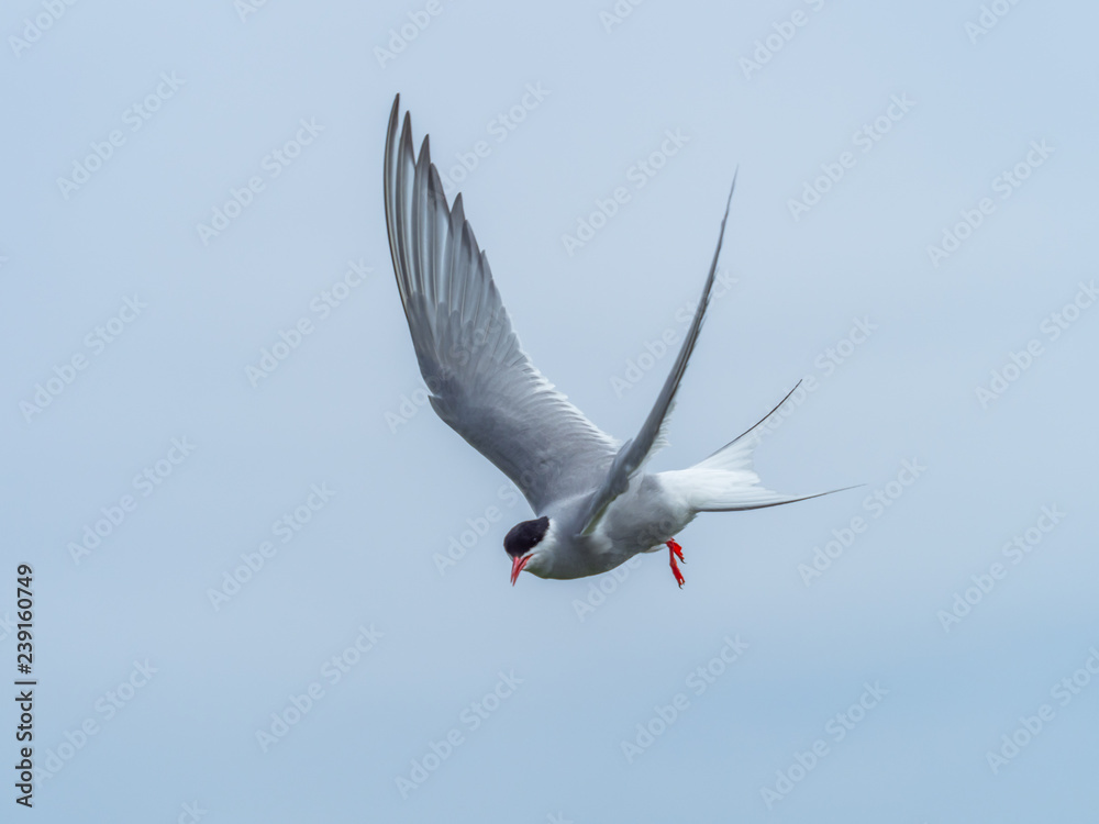 Obraz premium Artic tern. Inner Farne Islands.