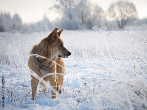 Big dog in a frozen field. The snow, the sudden cold, winter
