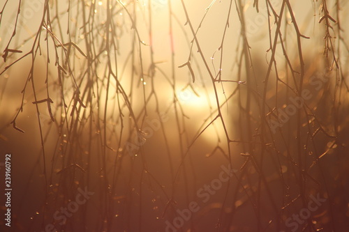 Sunrise through tree branches closeup