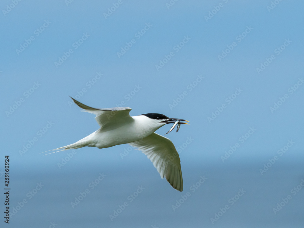 Artic tern,. Inner Farne Islands. Artic tern,. Inner Farne Islands.