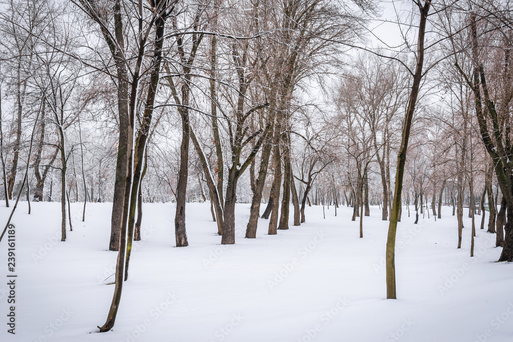 Trees in the Natalka park, close to the Dnieper river in Kiev, Ukraine Trees in the Natalka park, close to the Dnieper river in Kiev, Ukraine
